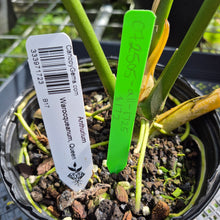 Load image into Gallery viewer, Anthurium Warocqueanum, Queen, Exact Plant Ships Nationwide
