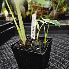 Load image into Gallery viewer, Alocasia Macrorhizza, Exact Plant Variegated
