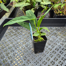 Load image into Gallery viewer, Anthurium Warocqueanum, Queen, Exact Plant Ships Nationwide
