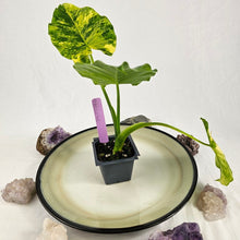 Load image into Gallery viewer, Alocasia Gageana Aurea, Exact Plant Variegated

