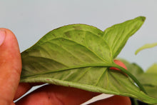 Load image into Gallery viewer, Syngonium Strawberry Milk, Exact Plant Ships Nationwide

