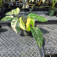 Load image into Gallery viewer, Epipremnum Pinnatum Albo Variegated exact plant, Fedex 2day
