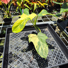 Load image into Gallery viewer, Philodendron Bipennifolium Variegated exact plant, Fedex 2day*

