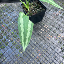 Load image into Gallery viewer, Homalomena Schismatoglottis Neoguineensis, Exact Plant
