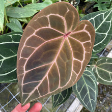 Load image into Gallery viewer, Anthurium Red Crystallinum Doc Block 6" pot, Fedex 2day
