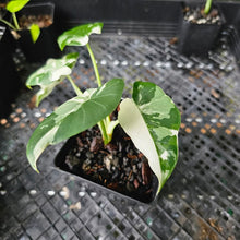 Load image into Gallery viewer, Alocasia Odora, Okinawa Silver, Exact Plant Variegated
