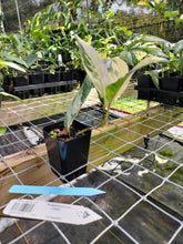 Load image into Gallery viewer, Philodendron Caramel Marble, Exact Plant Variegated Ships Nationwide
