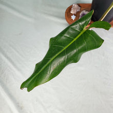 Load image into Gallery viewer, Philodendron Orange Marmalade, Exact Plant
