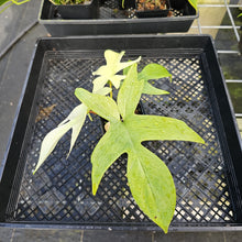 Load image into Gallery viewer, Philodendron Florida Ghost, Exact Plant Ships Nationwide
