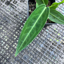 Load image into Gallery viewer, Anthurium Warocqueanum, Queen, Exact Plant Ships Nationwide
