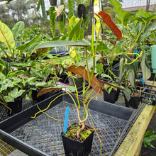 Load image into Gallery viewer, Philodendron Atabapoense, Exact Plant Ships Nationwide
