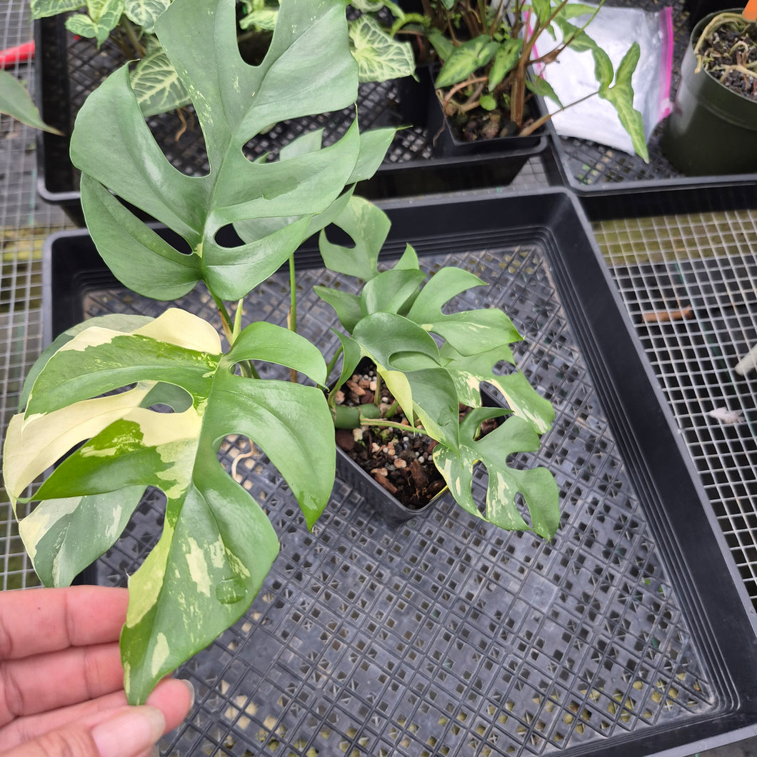 Rhaphidophora Tetrasperma Albo, Exact Plant Variegated Ships Nationwide