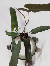 Load image into Gallery viewer, Philodendron Atabapoense, Exact Plant Ships Nationwide
