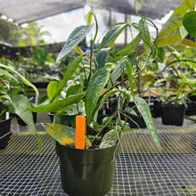 Load image into Gallery viewer, Anthurium Sp. Limon, Exact Plant 5&#39;&#39; pot of 5 Ships Nationwide
