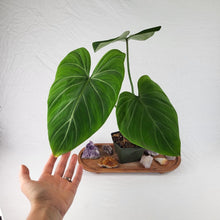 Load image into Gallery viewer, Philodendron Gloriosum, Dark Form 4&quot; pot, Fedex 2 day*
