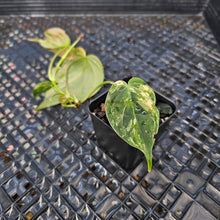 Load image into Gallery viewer, Philodendron Hederaceum Micans Aurea, Exact Plant Variegated Ships Nationwide
