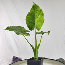 Load image into Gallery viewer, Alocasia Gageana Aurea, Exact Plant Variegated
