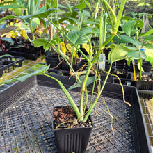 Load image into Gallery viewer, Philodendron Bipennifolium Splash Gordon Variegated Ships Nationwide
