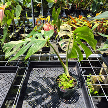Load image into Gallery viewer, Monstera Borsigiana Albo Deliciosa Variegated exact plant, Fedex 2day*
