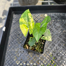 Load image into Gallery viewer, Syngonium Aurea, Exact Plant Variegated Ships Nationwide
