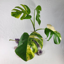 Load image into Gallery viewer, Monstera Borsigiana Aurea, Exact Plant Variegated Large
