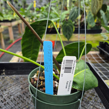 Load image into Gallery viewer, Philodendron Patriciae, Exact Plant Ships Nationwide
