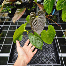 Load image into Gallery viewer, Anthurium Red Beauty, Exact Plant
