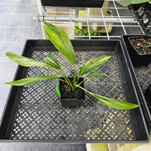 Load image into Gallery viewer, Epipremnum Amplissimum, Exact Plant Variegated Ships Nationwide
