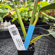 Load image into Gallery viewer, Philodendron Sagittifolium, Tuxtlanum Rubra, Exact Plant Ships Nationwide
