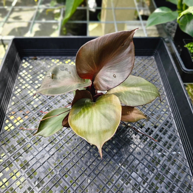 Philodendron Red Heart, Exact Plant