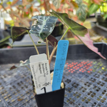 Load image into Gallery viewer, Alocasia polly snowflake variegated, Exact Plant Ships Nationwide.
