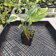 Load image into Gallery viewer, Monstera Lechleriana Variegated exact plant, Fedex 2day*

