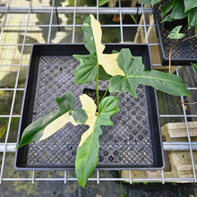 Load image into Gallery viewer, Philodendron Golden Dragon, Exact Plant Variegated
