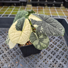 Load image into Gallery viewer, Alocasia Melo Albo variegated exact plant, Fedex 2day*
