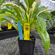 Load image into Gallery viewer, Philodendron Wend Imbe, Exact Plant Variegated Ships Nationwide
