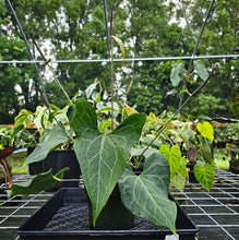 Load image into Gallery viewer, Anthurium Leuconeurum &quot;Clarinervium x Berriozabalense, Exact Plant
