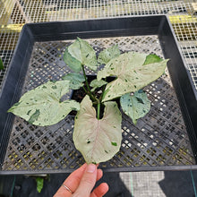 Load image into Gallery viewer, Syngonium Green Splash, Exact Plant Variegated Ships Nationwide

