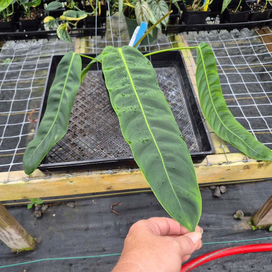 Philodendron Patriciae, Exact Plant Ships Nationwide