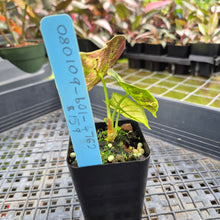Load image into Gallery viewer, Alocasia Watsoniana Albo Pink variegated exact plant, Fedex 2day*
