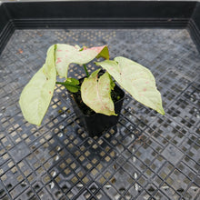 Load image into Gallery viewer, Syngonium Milk Confetti Variegated 2.5" pot, Fedex 2day*
