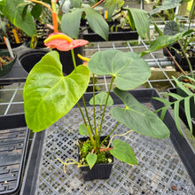 Load image into Gallery viewer, Anthurium Shibori Koi "orange speckled" exact plant, Fedex 2day*
