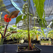 Load image into Gallery viewer, Anthurium Cupulispathum X Pedatum , Exact Plant Ships Nationwide
