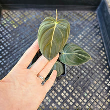 Load image into Gallery viewer, Philodendron Melanochrysum, Exact Plant Ships Nationwide
