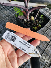 Load image into Gallery viewer, Philodendron Orange Princess, Exact Plant Variegated Ships Nationwide
