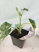 Load image into Gallery viewer, Alocasia Odora, Okinawa Silver, Exact Plant Variegated
