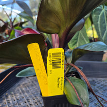 Load image into Gallery viewer, Philodendron Red Heart, Exact Plant Ships Nationwide
