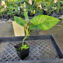 Load image into Gallery viewer, Philodendron Subhastatum, Exact Plant Variegated Ships Nationwide
