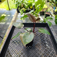 Load image into Gallery viewer, Philodendron Royal Queen, Exact Plant Ships Nationwide
