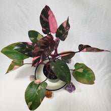 Load image into Gallery viewer, Philodendron Pink Princess, Exact Plant Variegated
