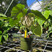 Load image into Gallery viewer, Philodendron Gloriosum, Pink Veined Back, Exact Plant 5&#39;&#39; pot
